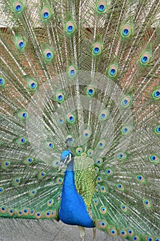 Portrait of beautiful peacock