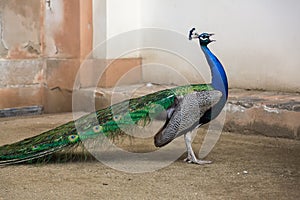 Portrait of beautiful peacock with feathers out