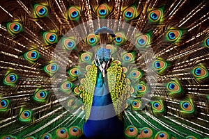 Portrait of beautiful peacock with feathers out. Close up, AI Generated