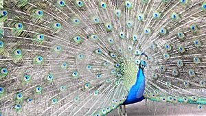 Portrait of beautiful peacock with feathers out. Close up of peacock showing its beautiful feathers.