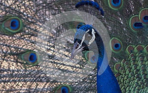 Portrait of beautiful peacock with feathers out large abird