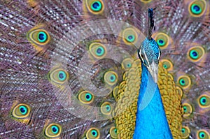 Portrait of beautiful peacock with feathers out