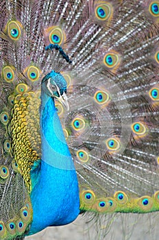 Portrait of beautiful peacock with feathers out