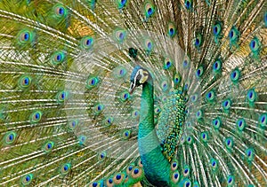 Portrait of beautiful peacock with feathers out