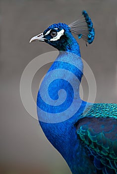 Portrait of a beautiful Peacock fowl