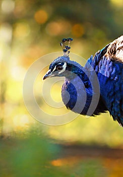 Portrait of beautiful peacock in nature