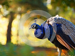 Portrait of beautiful peacock in nature. Portrait animal