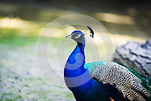 Portrait of beautiful peacock