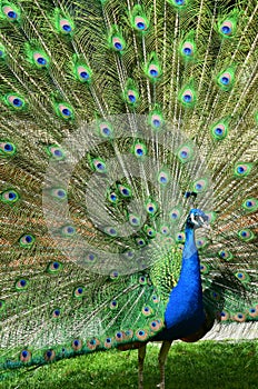 Portrait of beautiful peacock with spread tail-feathers