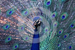 Portrait of beautiful peafowl with tail feathers out