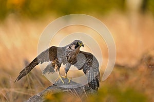 Portrait of a beautiful peregrine falcon. Falco peregrinus
