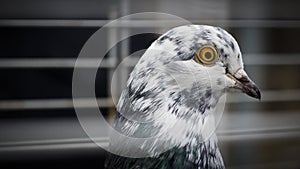 Portrait of a beautiful pigeon. Bird in a cage photo