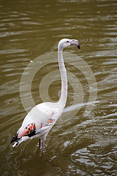 Portrait of a beautiful pink flamingo