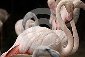 Portrait of a beautiful pink flamingo with long neck and eye on a dark background