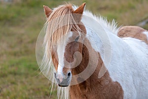 Portrait of a beautiful pinto colored Icelandic horse