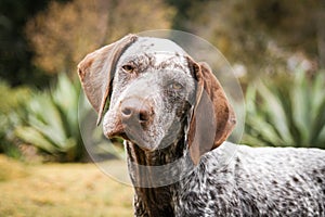 Portrait of a beautiful pointer dog