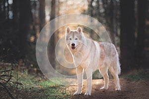 Portrait of beautiful and prideful Beige dog breed Siberian Husky standing in the bright fall forest at sunset