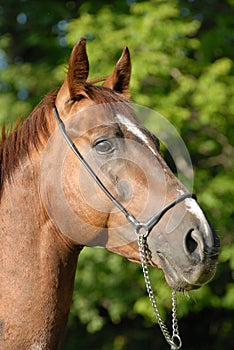 Portrait of a beautiful proud horse of Vladivostok