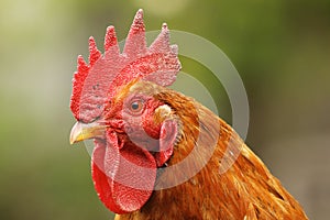 Portrait of beautiful proud rooster