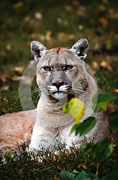 Portrait of Beautiful Puma in autumn forest. American cougar - mountain lion, striking pose, scene in the woods