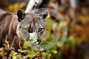 Portrait of Beautiful Puma in autumn forest. American cougar - mountain lion, striking pose, scene in the woods