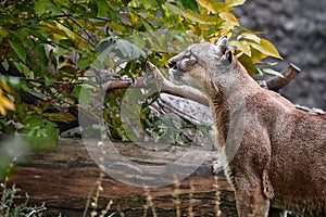 Portrait of Beautiful Puma in autumn forest. American cougar - mountain lion, striking pose, scene in the woods