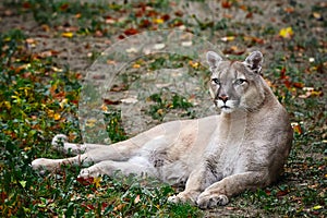 Portrait of Beautiful Puma in autumn forest. American cougar - mountain lion, striking pose, scene in the woods