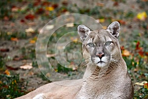 Portrait of Beautiful Puma in autumn forest. American cougar - mountain lion, striking pose, scene in the woods