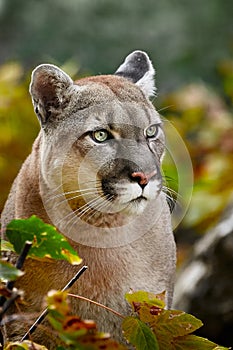 Portrait of Beautiful Puma in autumn forest. American cougar - mountain lion, striking pose, scene in the woods