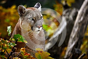 Portrait of Beautiful Puma in autumn forest. American cougar - mountain lion, striking pose, scene in the woods