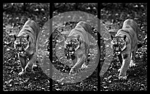 Portrait of Beautiful Puma in autumn forest, three frames in dynamics. American cougar - mountain lion, striking pose