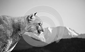 Portrait of Beautiful Puma. Cougar, mountain lion, puma, panther, striking pose, scene in the mountains, wildlife