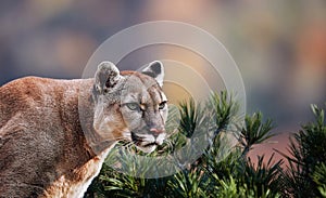 Portrait of Beautiful Puma. Cougar, mountain lion, puma, panther, striking pose, scene in the woods, wildlife America