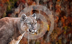 Portrait of Beautiful Puma. Cougar, mountain lion, puma, panther, striking pose, scene in the woods, wildlife America