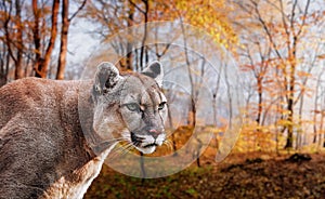 Portrait of Beautiful Puma. Cougar, mountain lion, puma, panther, striking pose, scene in the woods, wildlife America