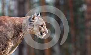 Portrait of Beautiful Puma. Cougar, mountain lion, puma, panther, striking pose, scene in the woods, wildlife America