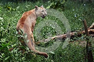 Portrait of Beautiful Puma. Cougar, mountain lion, puma, panther, striking pose, scene in the woods, wildlife America