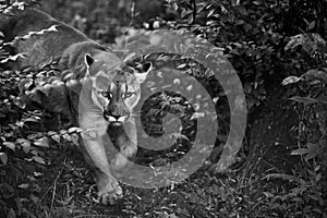 Portrait of Beautiful Puma. Cougar, mountain lion, puma, panther, striking pose, scene in the woods, wildlife America