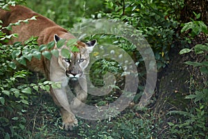 Portrait of Beautiful Puma. Cougar, mountain lion, puma, panther, striking pose, scene in the woods, wildlife America