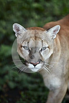 Portrait of Beautiful Puma. Cougar, mountain lion, puma, panther, striking pose, scene in the woods, wildlife America