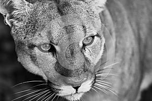 Portrait of Beautiful Puma. Cougar, mountain lion, puma, panther, striking pose, scene in the woods, wildlife America