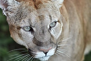 Portrait of Beautiful Puma. Cougar, mountain lion, puma, panther, striking pose, scene in the woods, wildlife America