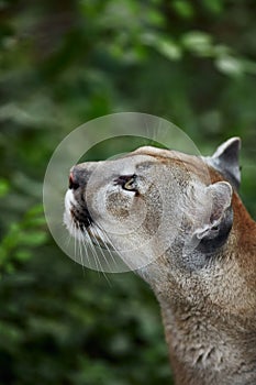 Portrait of Beautiful Puma. Cougar, mountain lion, puma, panther, striking pose, scene in the woods, wildlife America