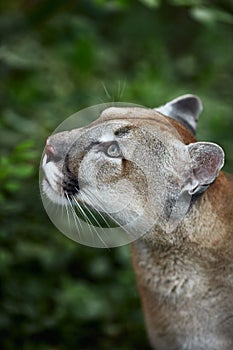 Portrait of Beautiful Puma. Cougar, mountain lion, puma, panther, striking pose, scene in the woods, wildlife America