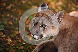Portrait of Beautiful Puma in forest. American cougar - mountain lion. Wild cat in the autumn forest, scene in the