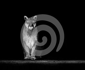 Portrait of Beautiful Puma, Puma in the dark. American cougar