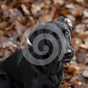 Portrait of a beautiful purebred black labrador retriever