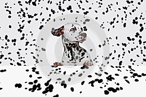 Portrait of beautiful purebred dog, Dalmatian over white background with black spots. Black and white aesthetics