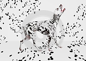 Portrait of beautiful purebred dog, Dalmatian posing over white background with black spots. Black and white aesthetics