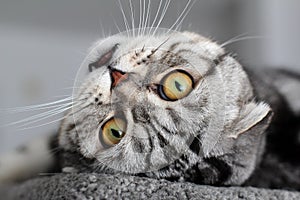 Portrait of a beautiful purebred housecat. British Shorthair kitten